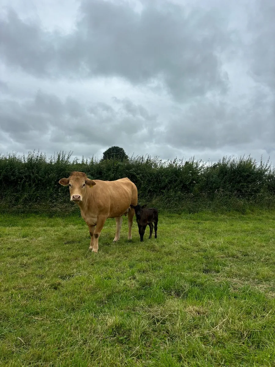 Lmx cow and calf - Image 1
