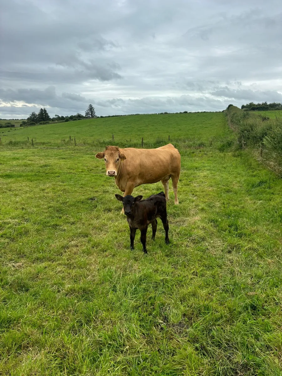 Lmx cow and calf - Image 3