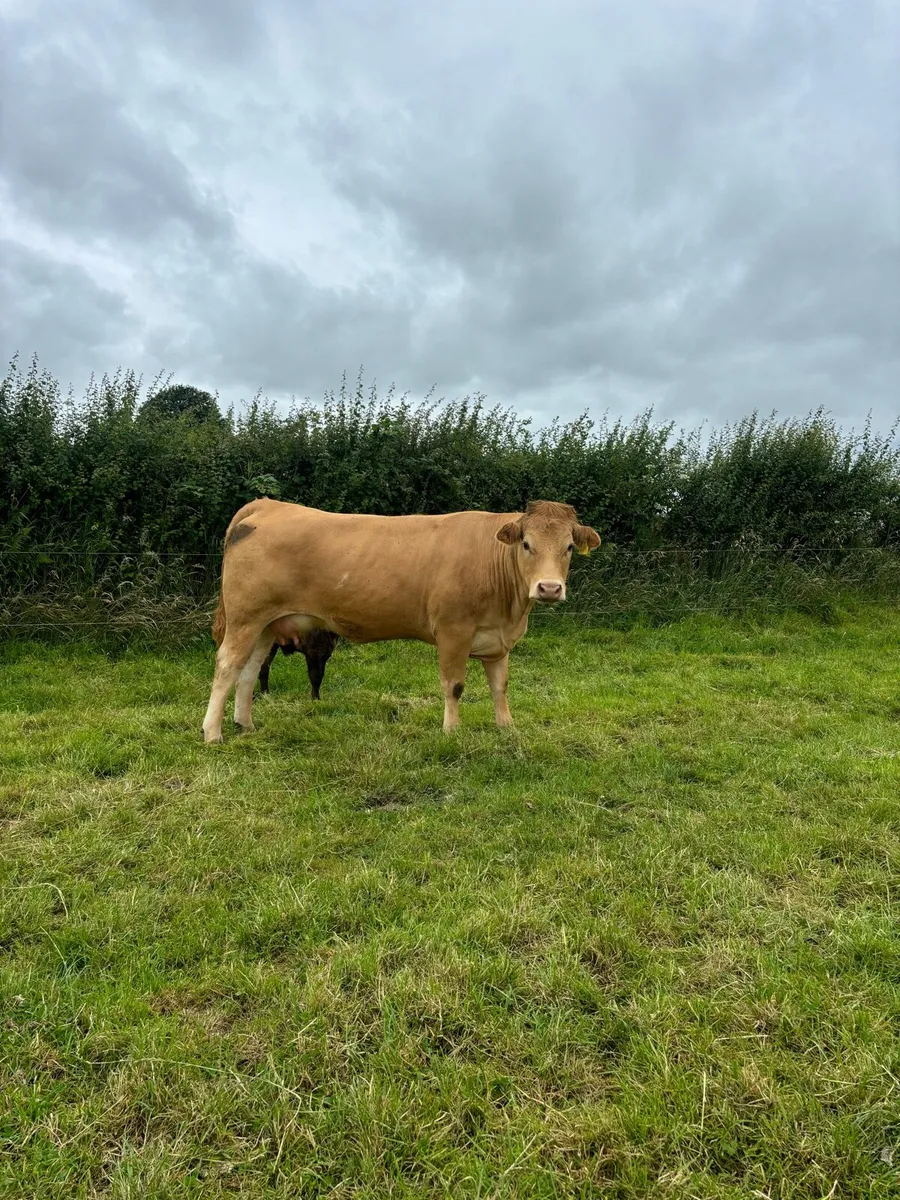 Lmx cow and calf - Image 4