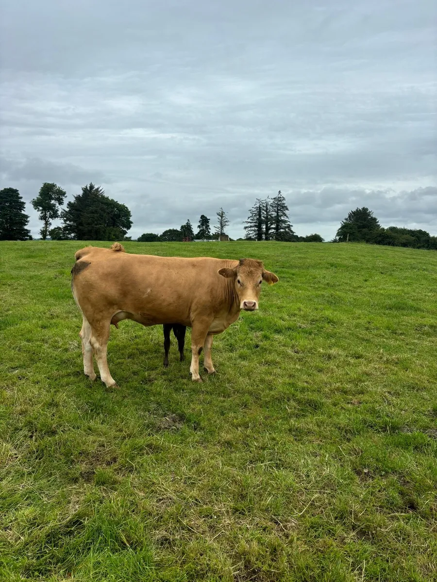 Lmx cow and calf - Image 2