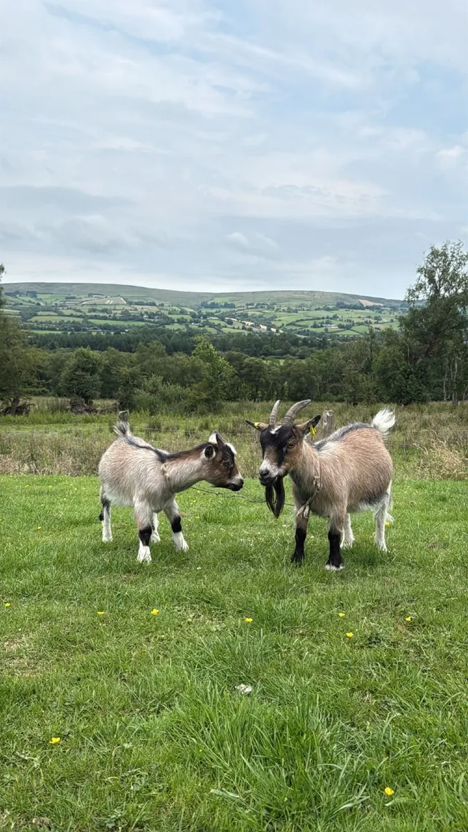 3  pygmy goats - Image 1