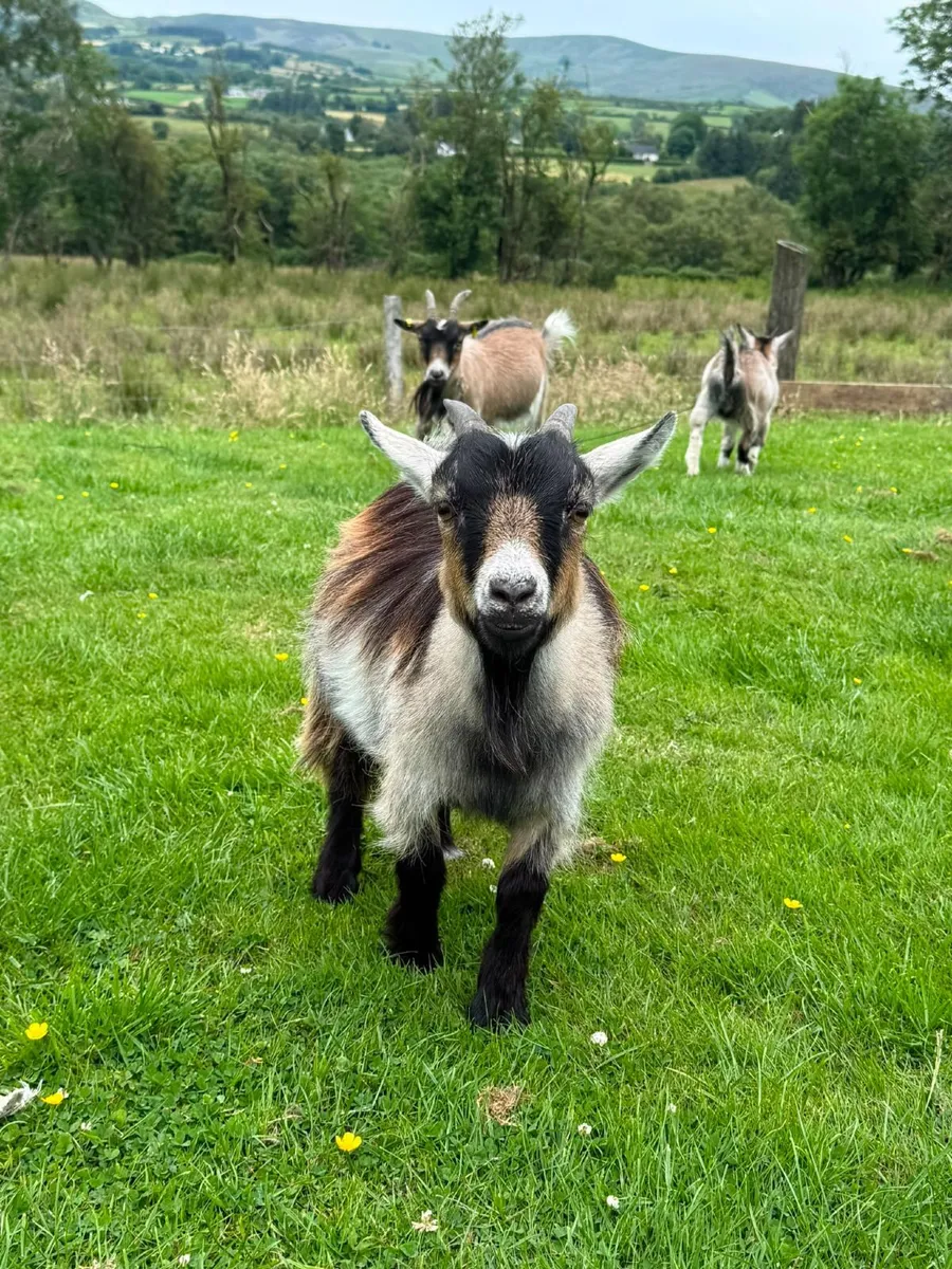 3  pygmy goats - Image 2