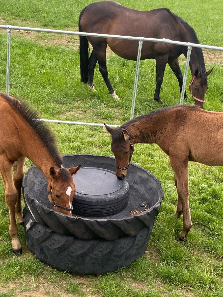 Foal Creep Feeder - Image 2