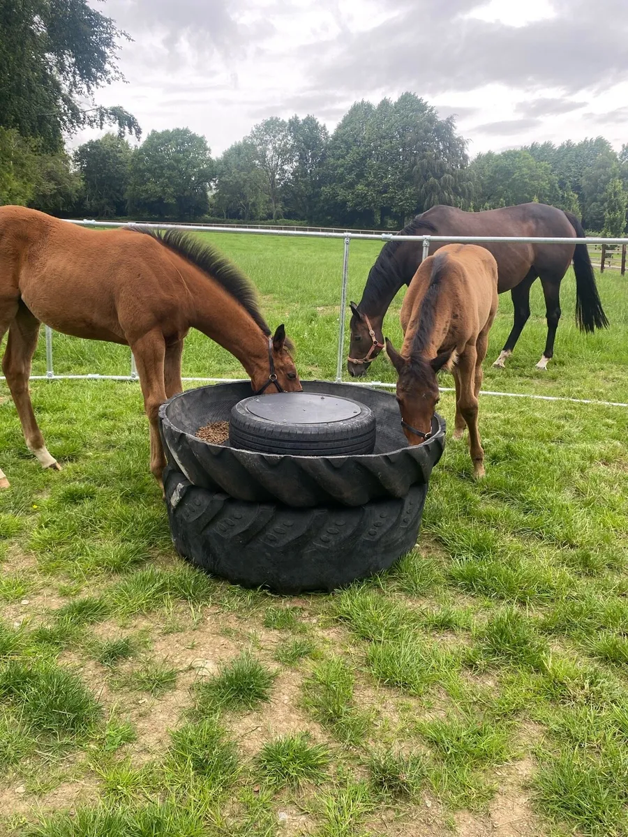 Foal Creep Feeder - Image 3