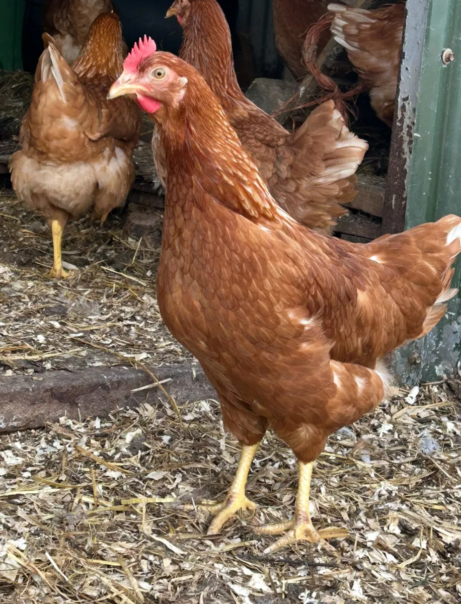 22 week old isa brown pullets - Image 1