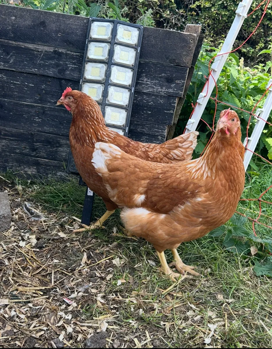 22 week old isa brown pullets - Image 3