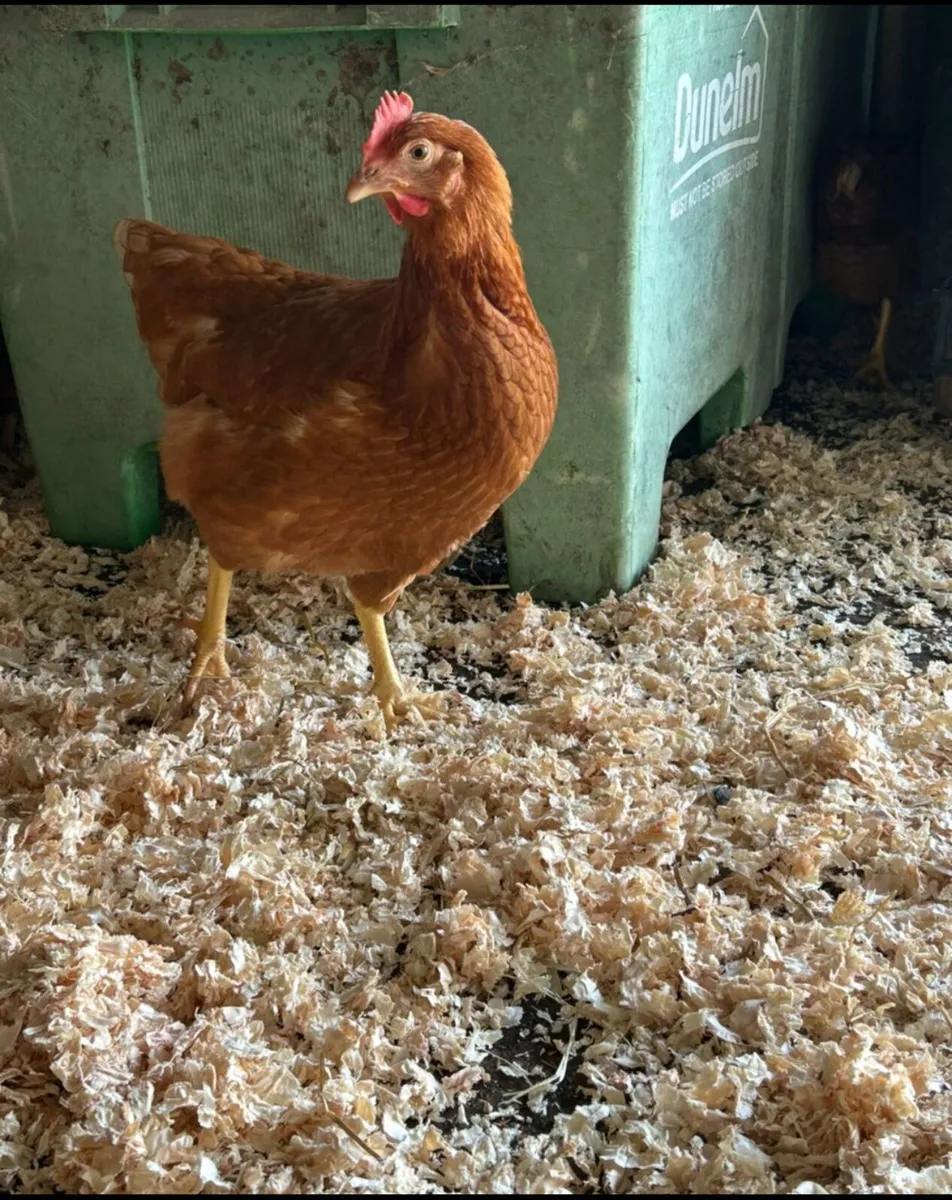22 week old isa brown pullets - Image 2