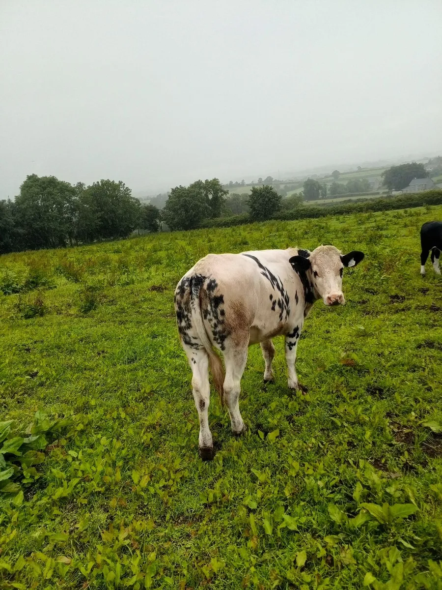 Calves - Image 1