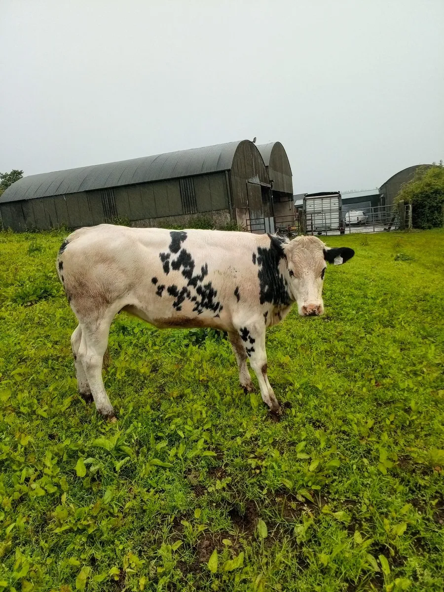 Calves - Image 2