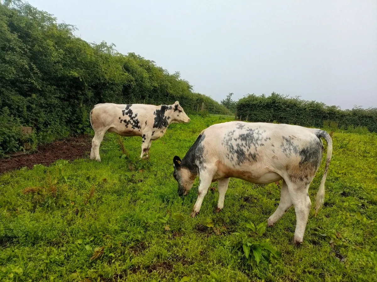 Calves - Image 4