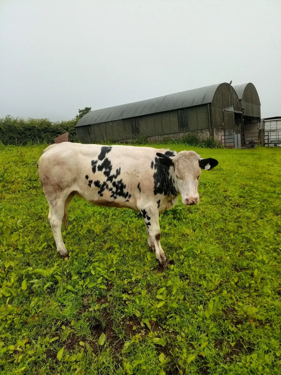 Calves - Image 3