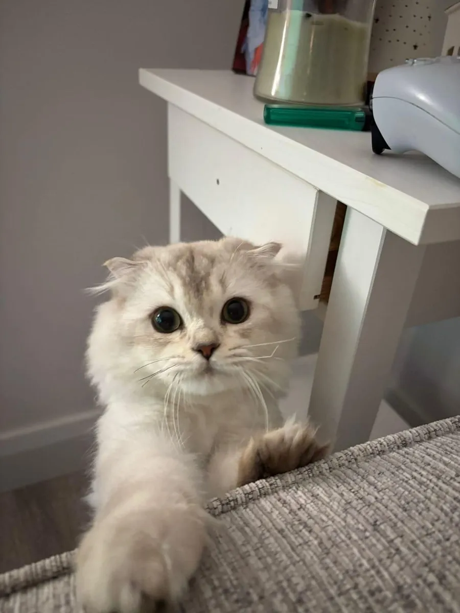 Scottish fold - Image 2
