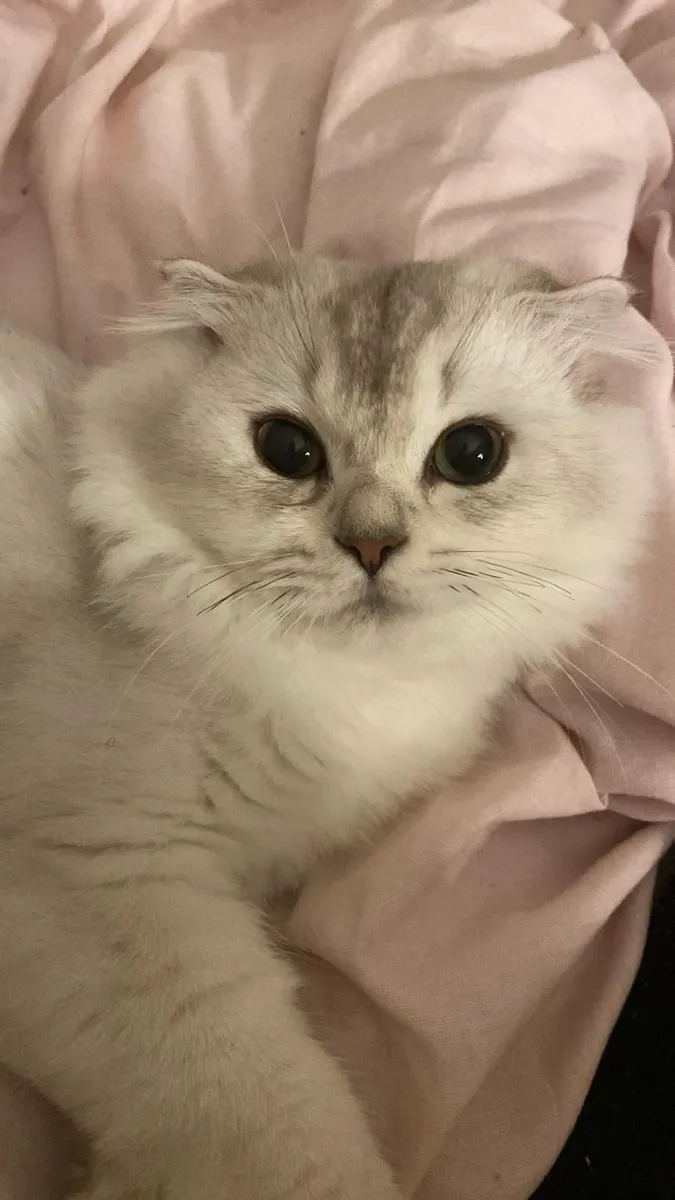 Scottish fold - Image 3