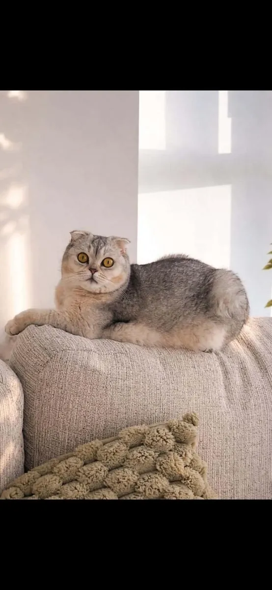 Scottish fold - Image 1