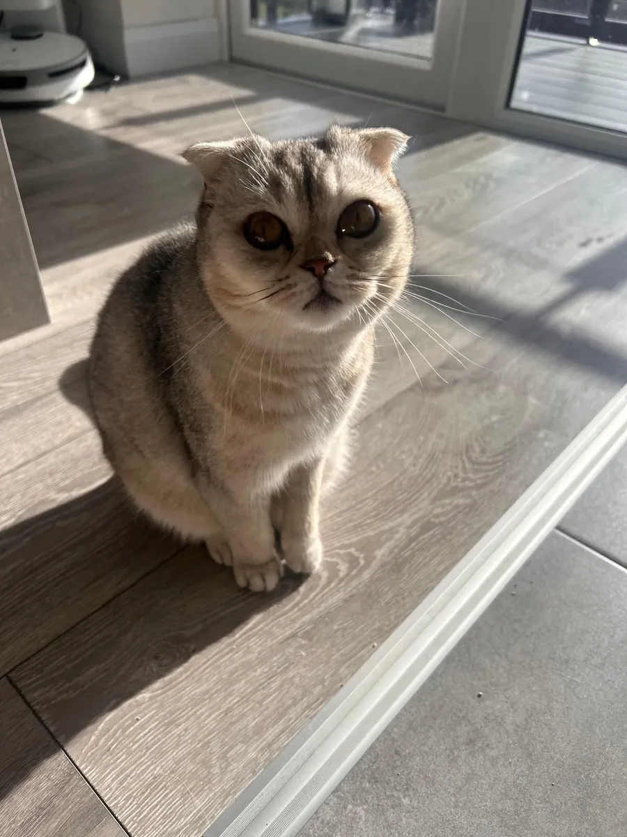Scottish fold - Image 4