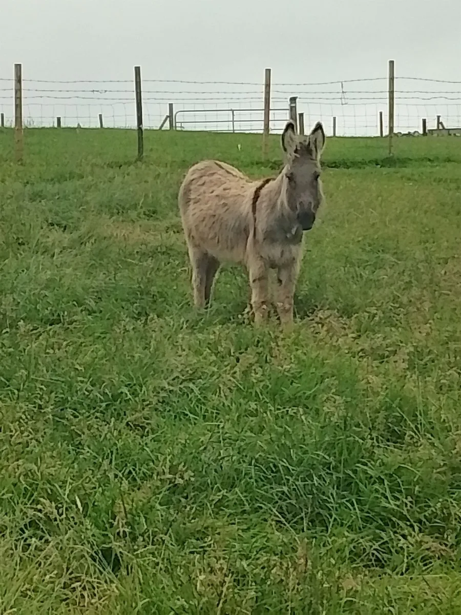 Donkeys - Image 3