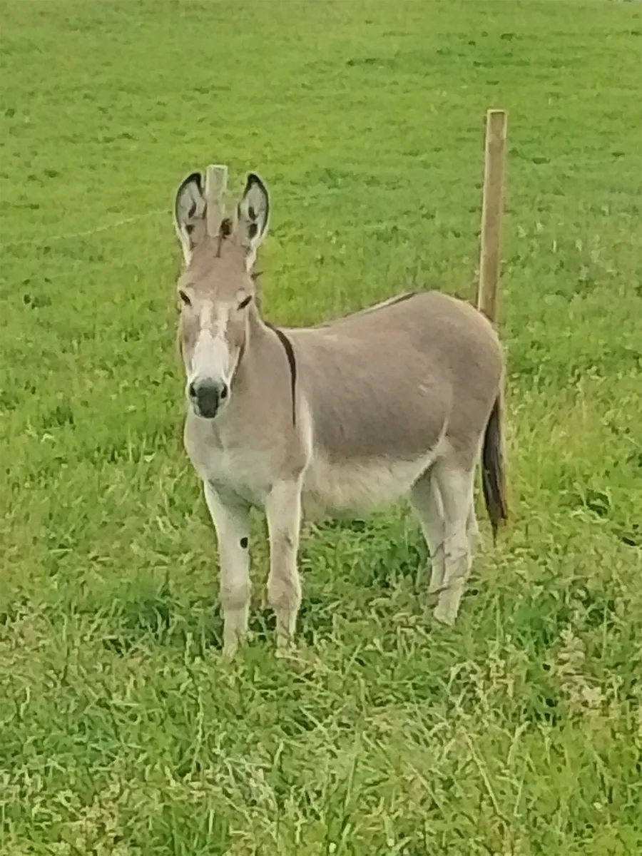 Donkeys - Image 2