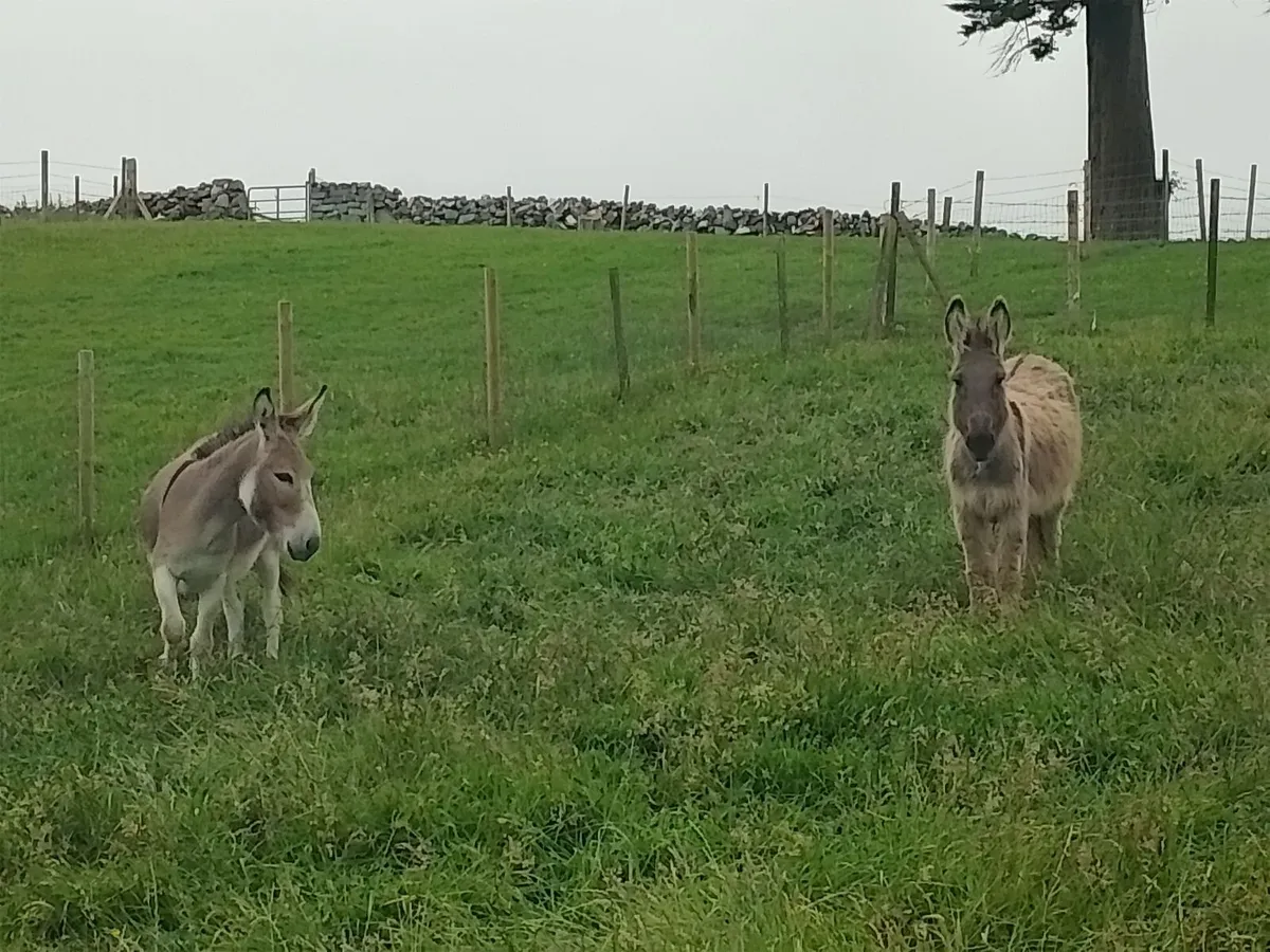 Donkeys - Image 4