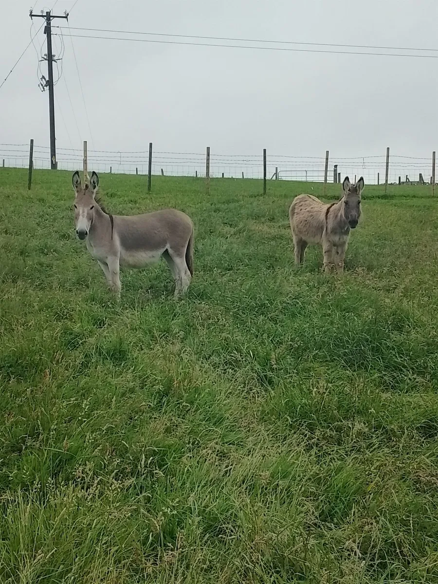 Donkeys - Image 1