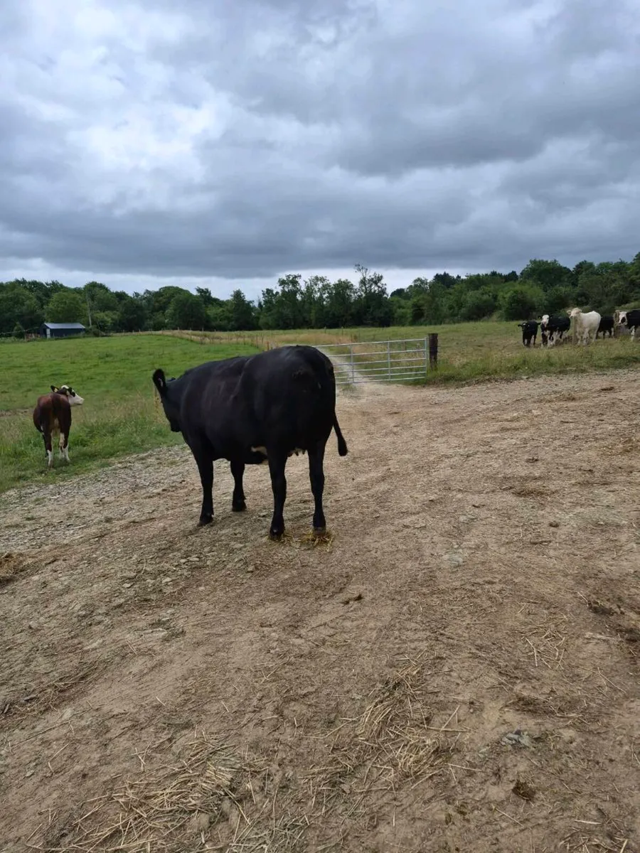 Incalf angus heifer - Image 1