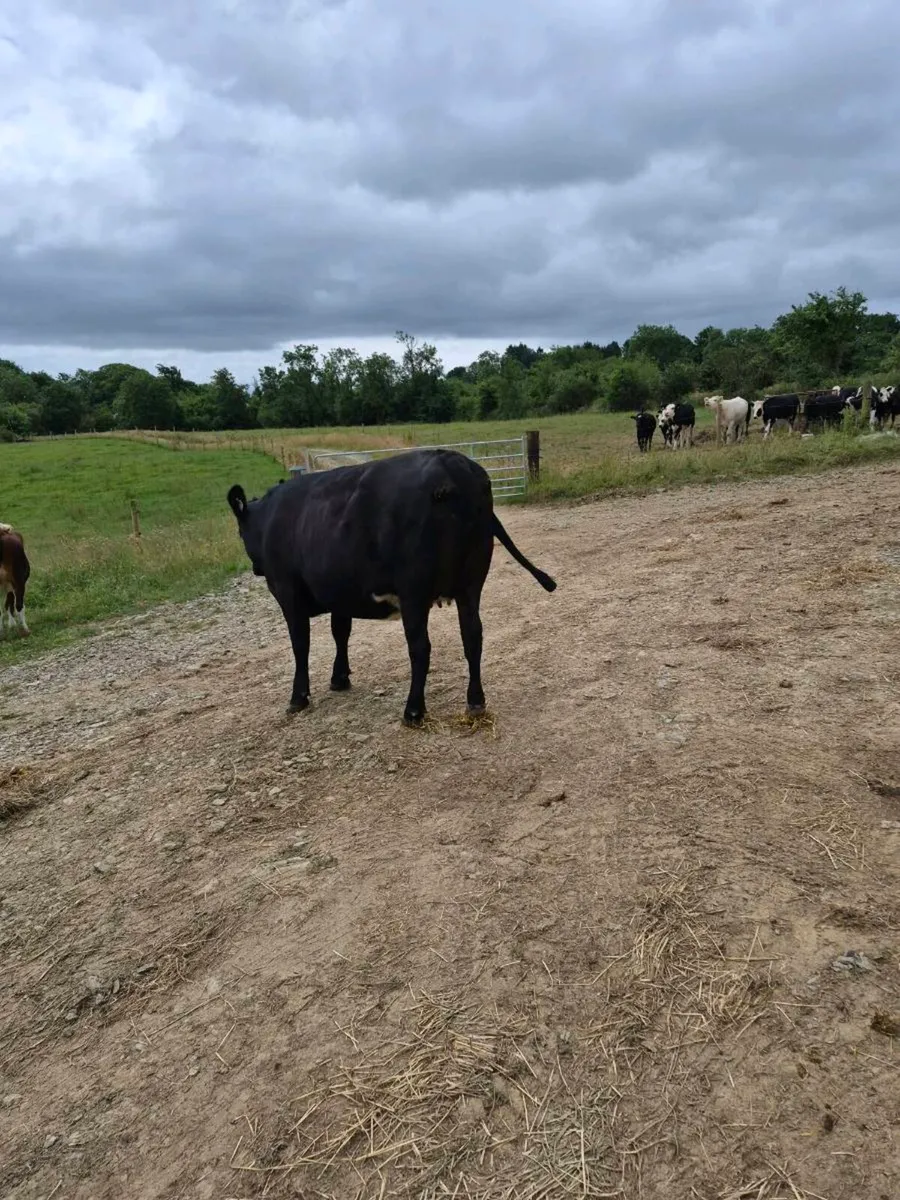 Incalf angus heifer - Image 2