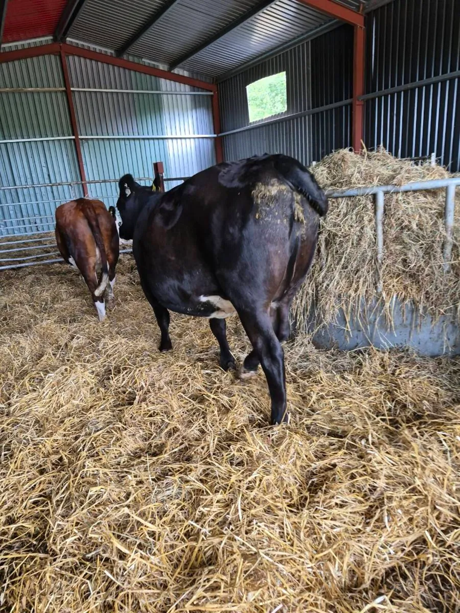 Incalf angus heifer - Image 3