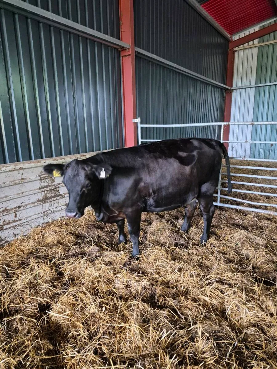 Incalf angus heifer - Image 4