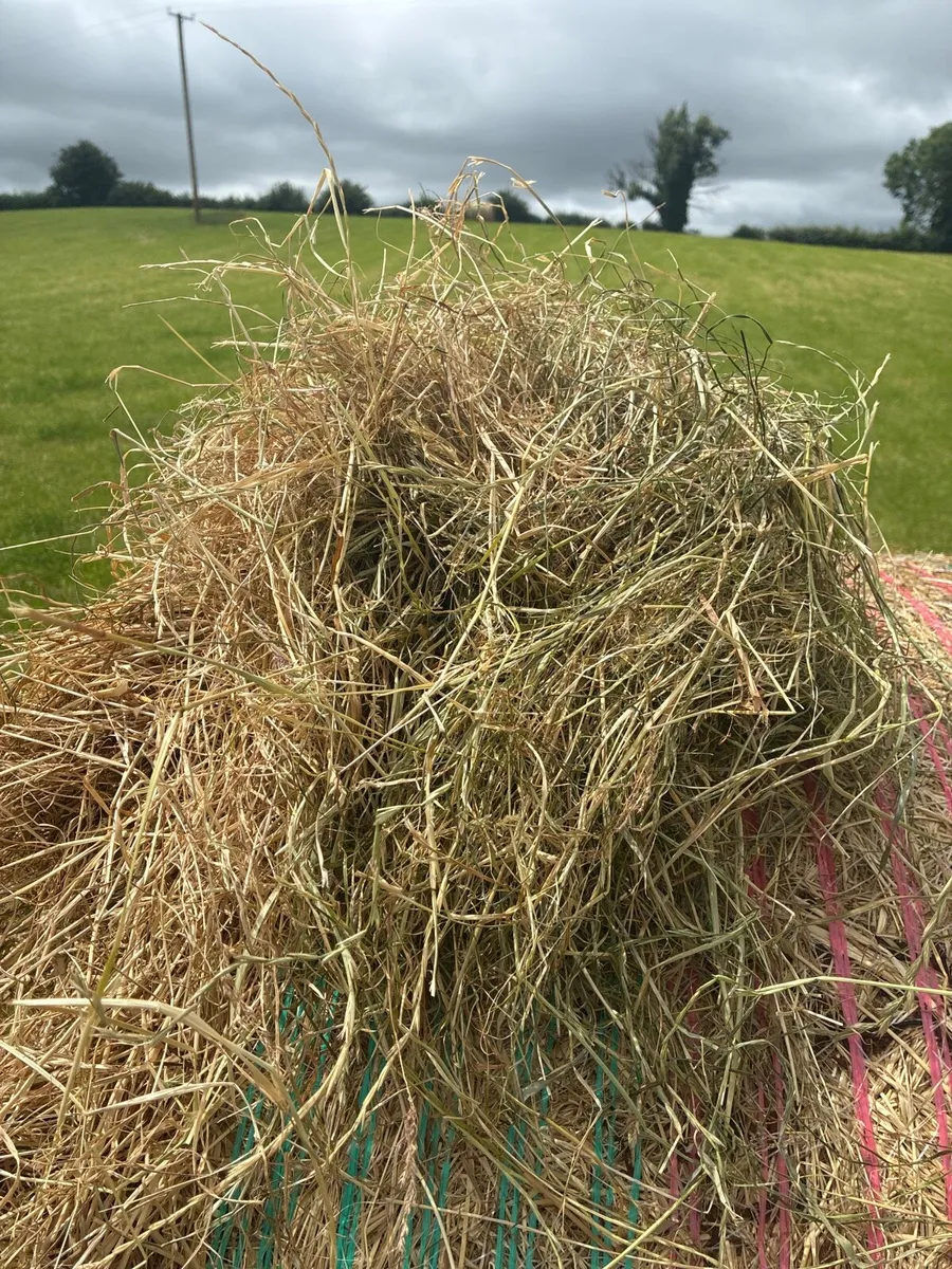 4x4 Hay - Image 2