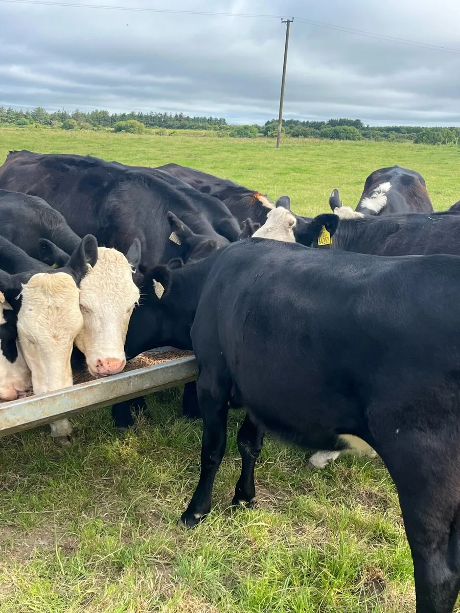12 Angus and Hereford heifers 300kg - Image 1