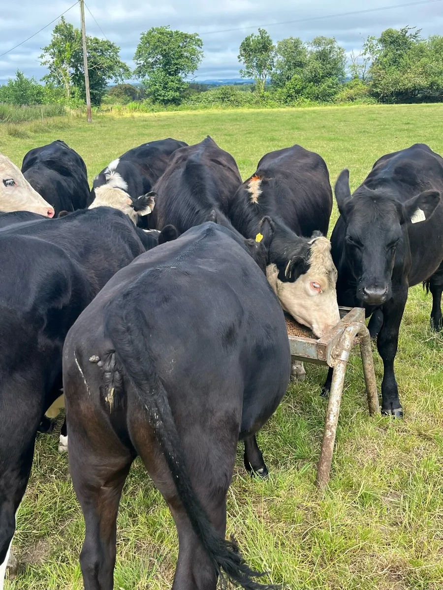 12 Angus and Hereford heifers 300kg - Image 3