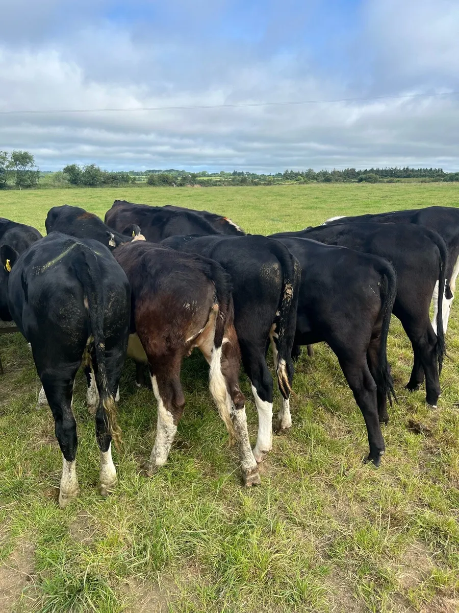 12 Angus and Hereford heifers 300kg - Image 4