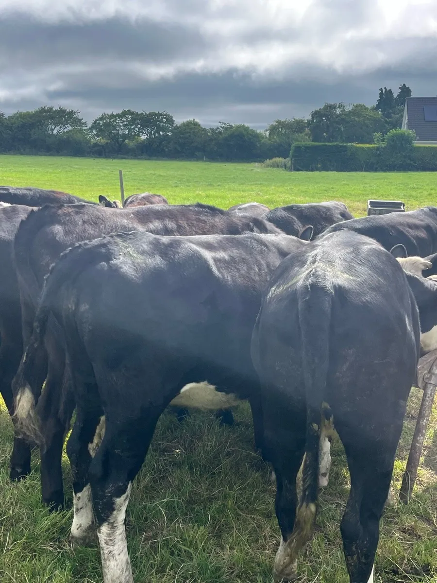 12 Angus and Hereford heifers 300kg - Image 2