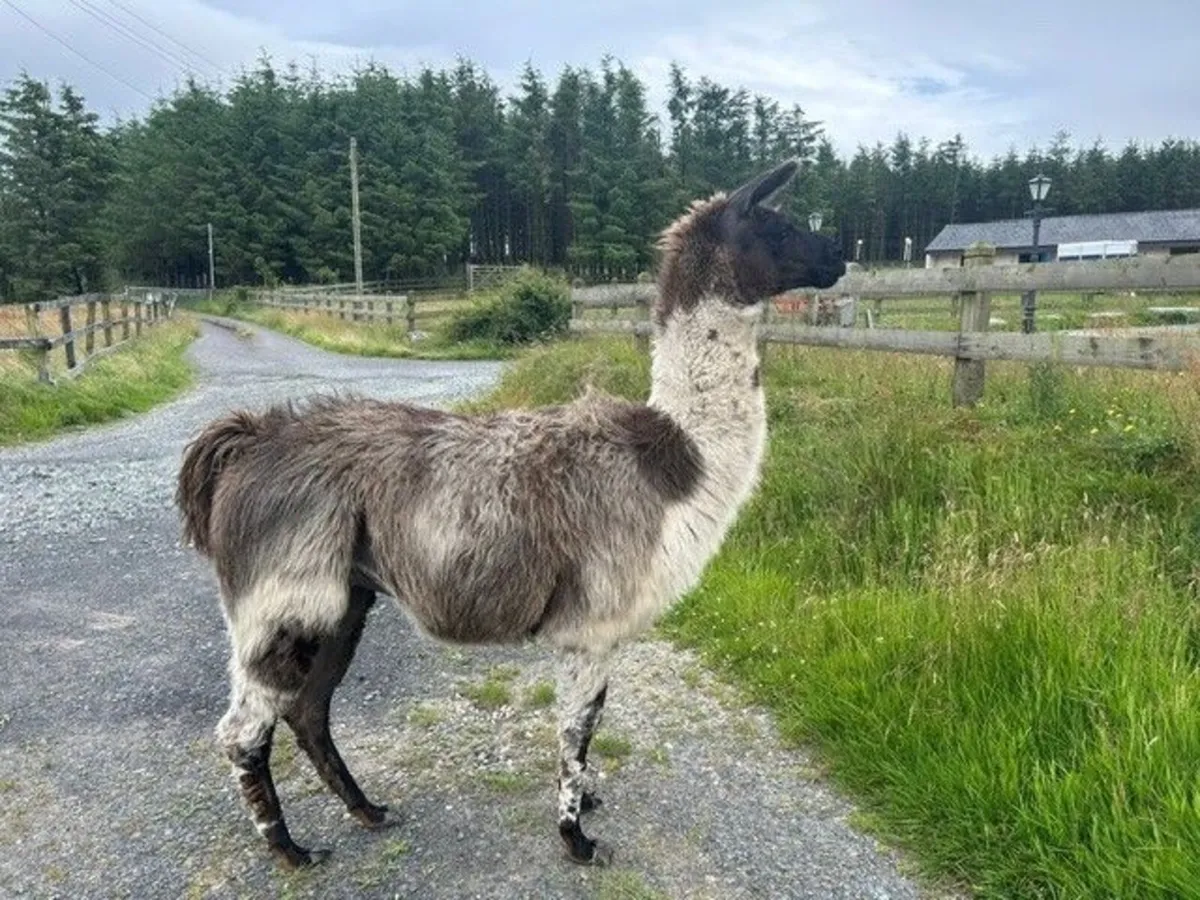 Llama - Image 1