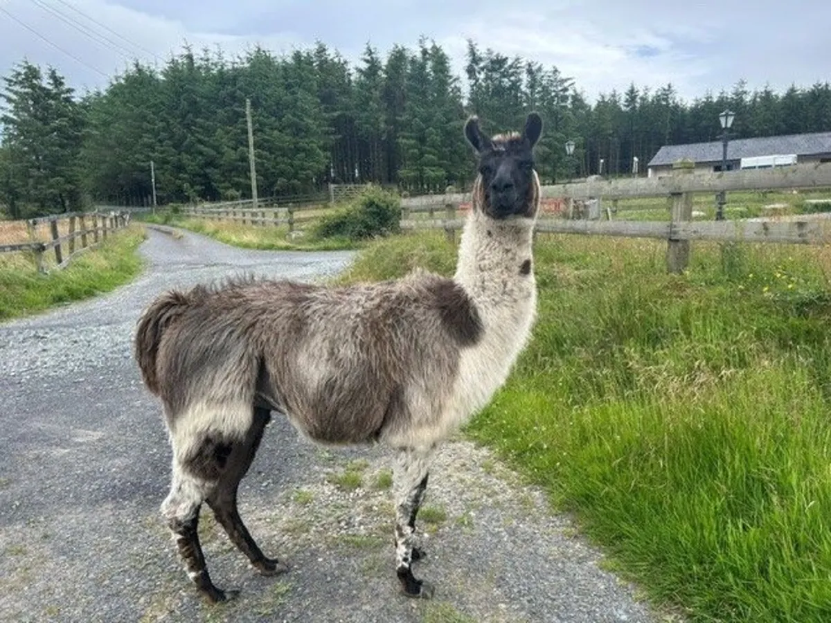 Llama - Image 2