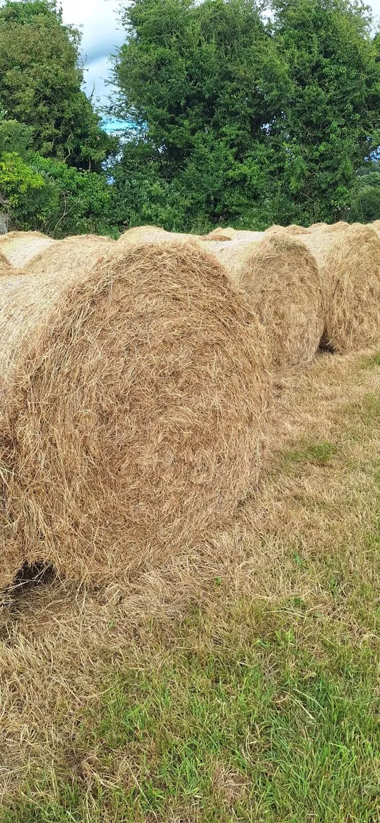 Round bales of hay - Image 1