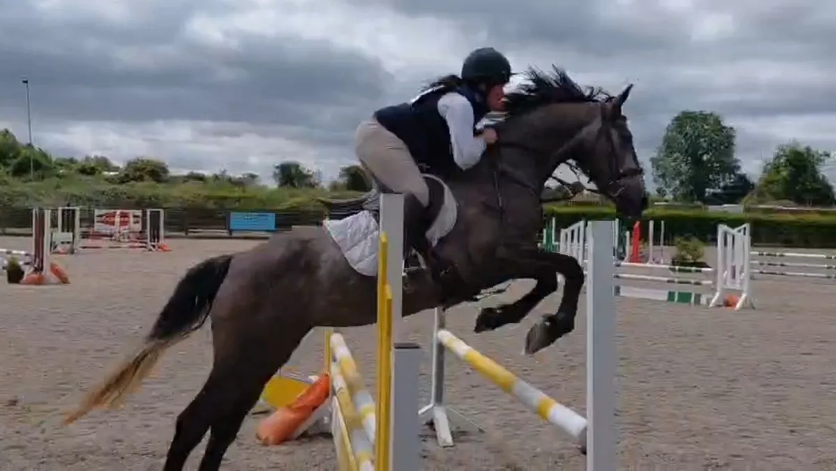 Potential Eventer/All rounder - Image 3