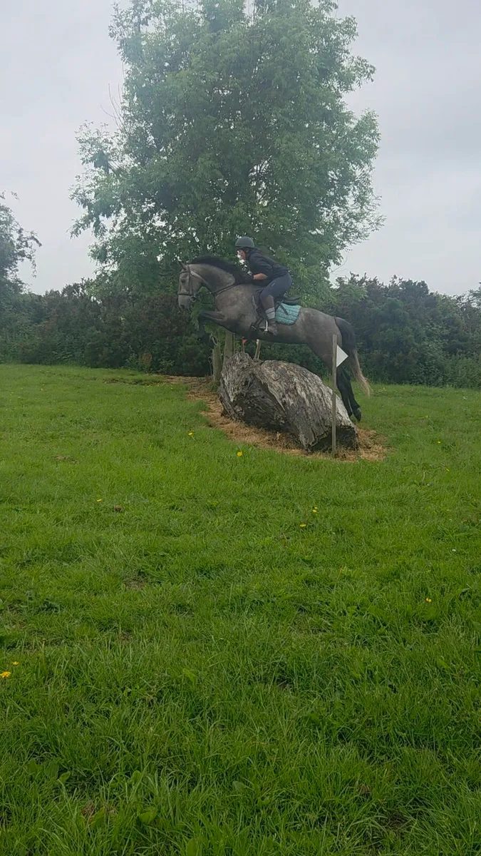 Potential Eventer/All rounder - Image 4