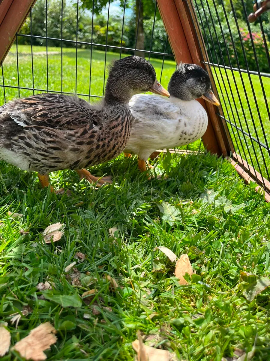 Call Ducks - Image 1