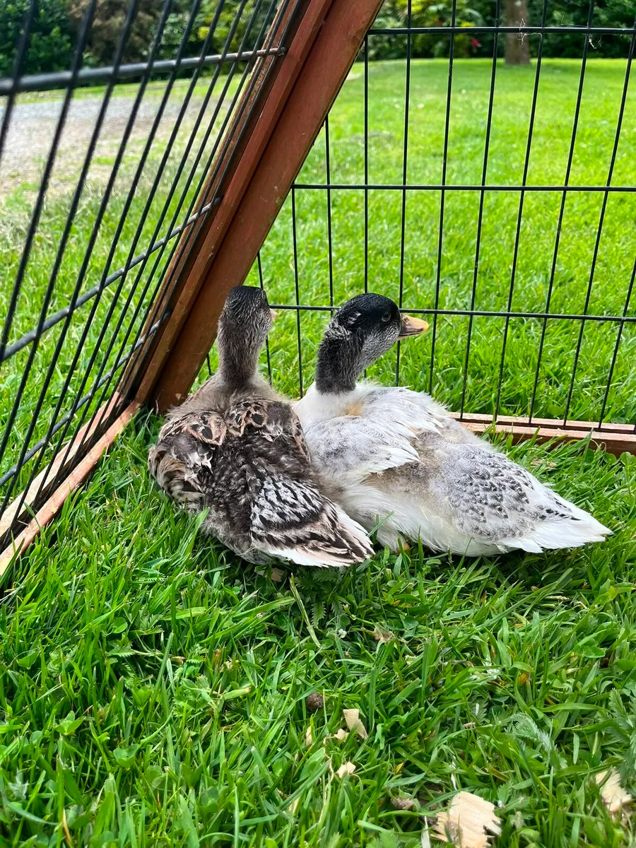 Call Ducks - Image 2