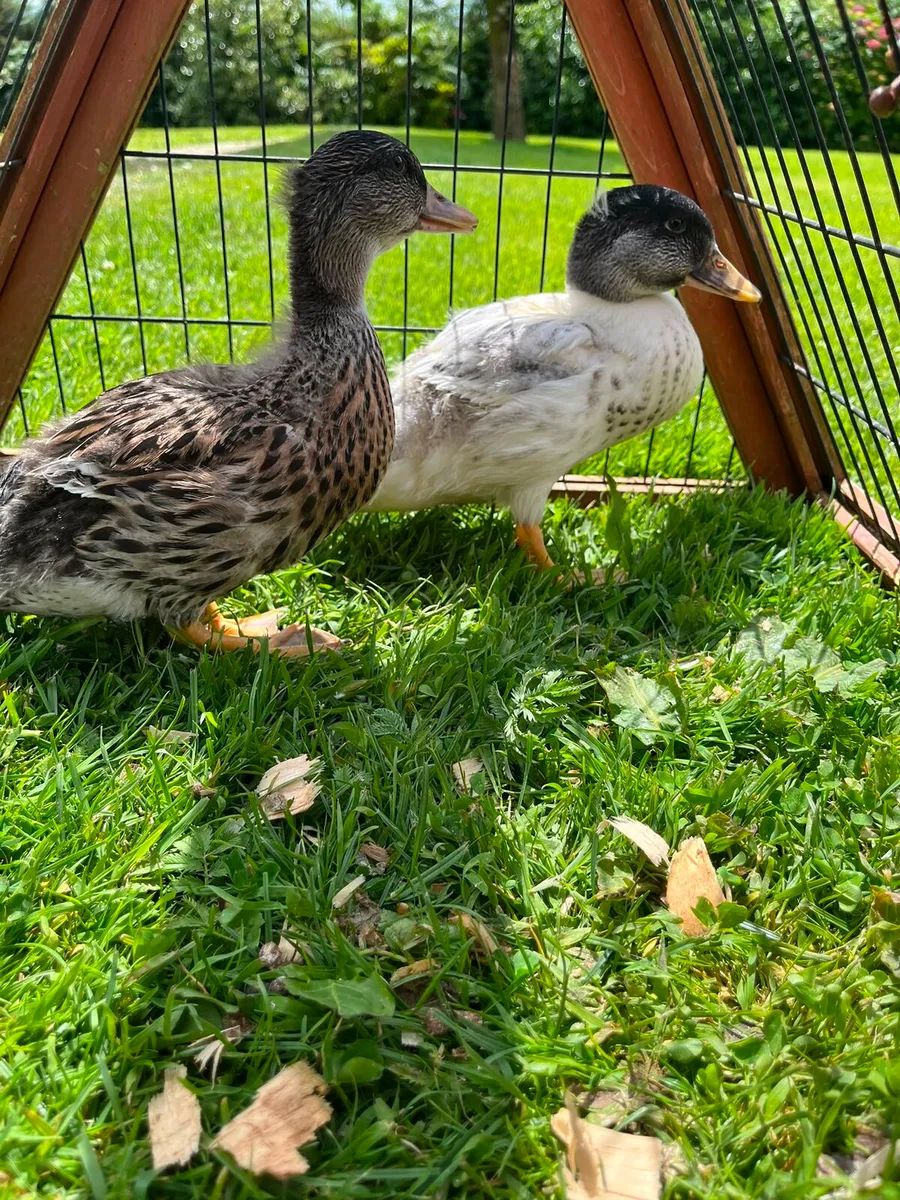 Call Ducks - Image 3