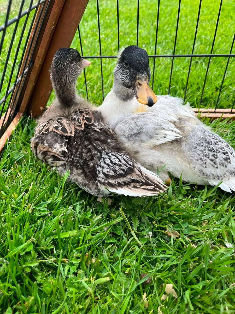 Call Ducks - Image 4