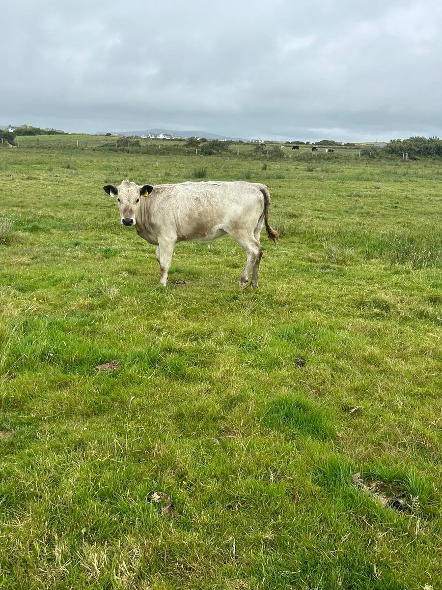 2 charlaois heifer weanlings 270kg - Image 1