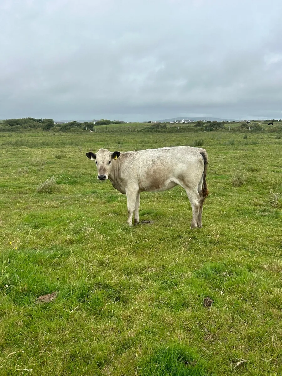 2 charlaois heifer weanlings 270kg - Image 3