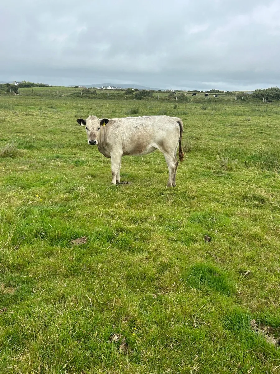 2 charlaois heifer weanlings 270kg - Image 4
