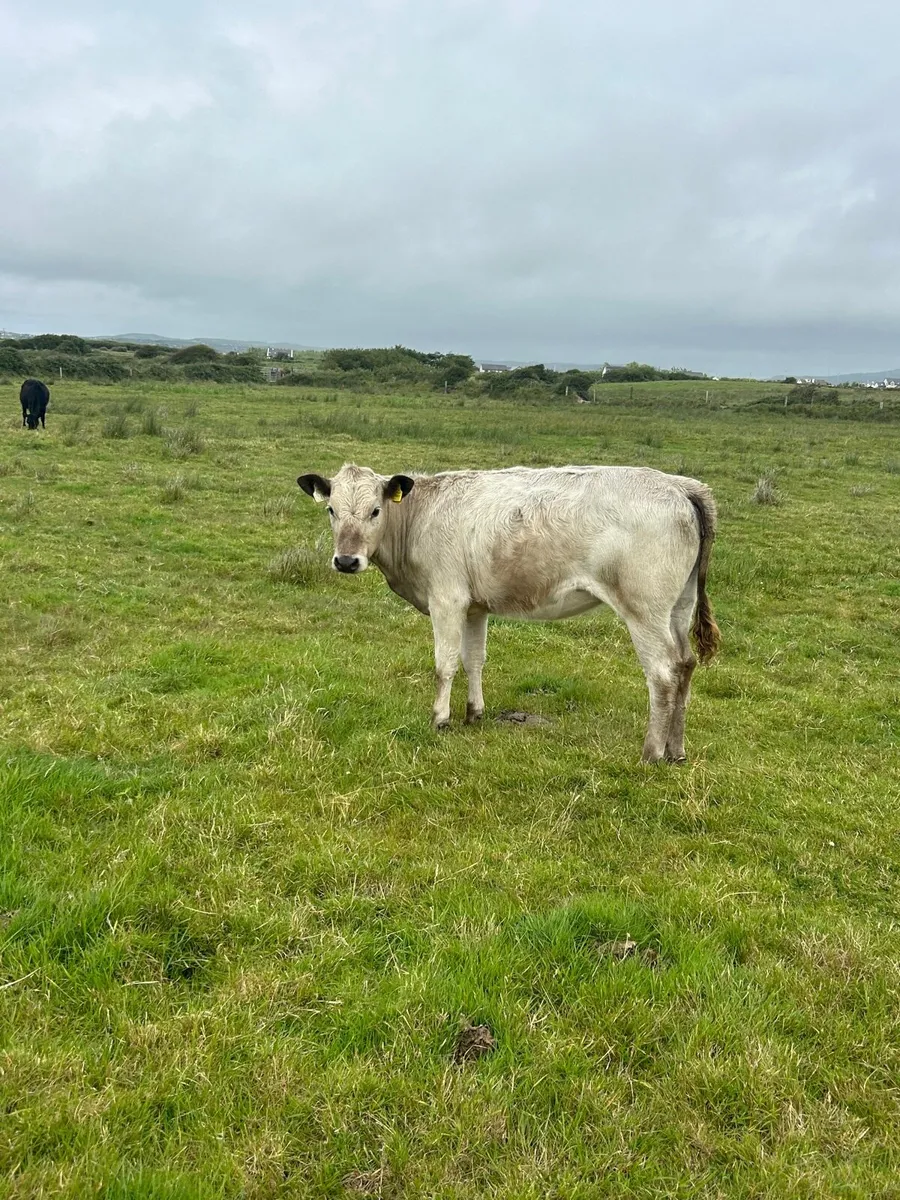 2 charlaois heifer weanlings 270kg - Image 2