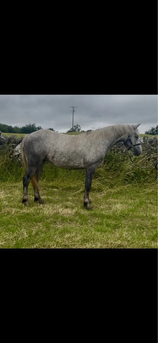 Connemara Filly - Image 1