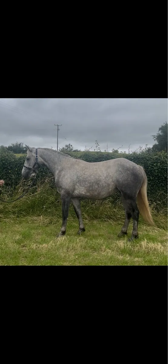Connemara Filly - Image 2
