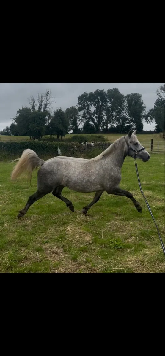 Connemara Filly - Image 4