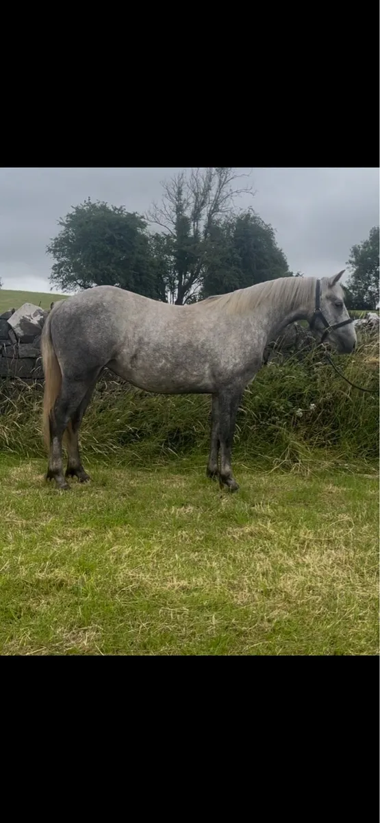 Connemara Filly - Image 3