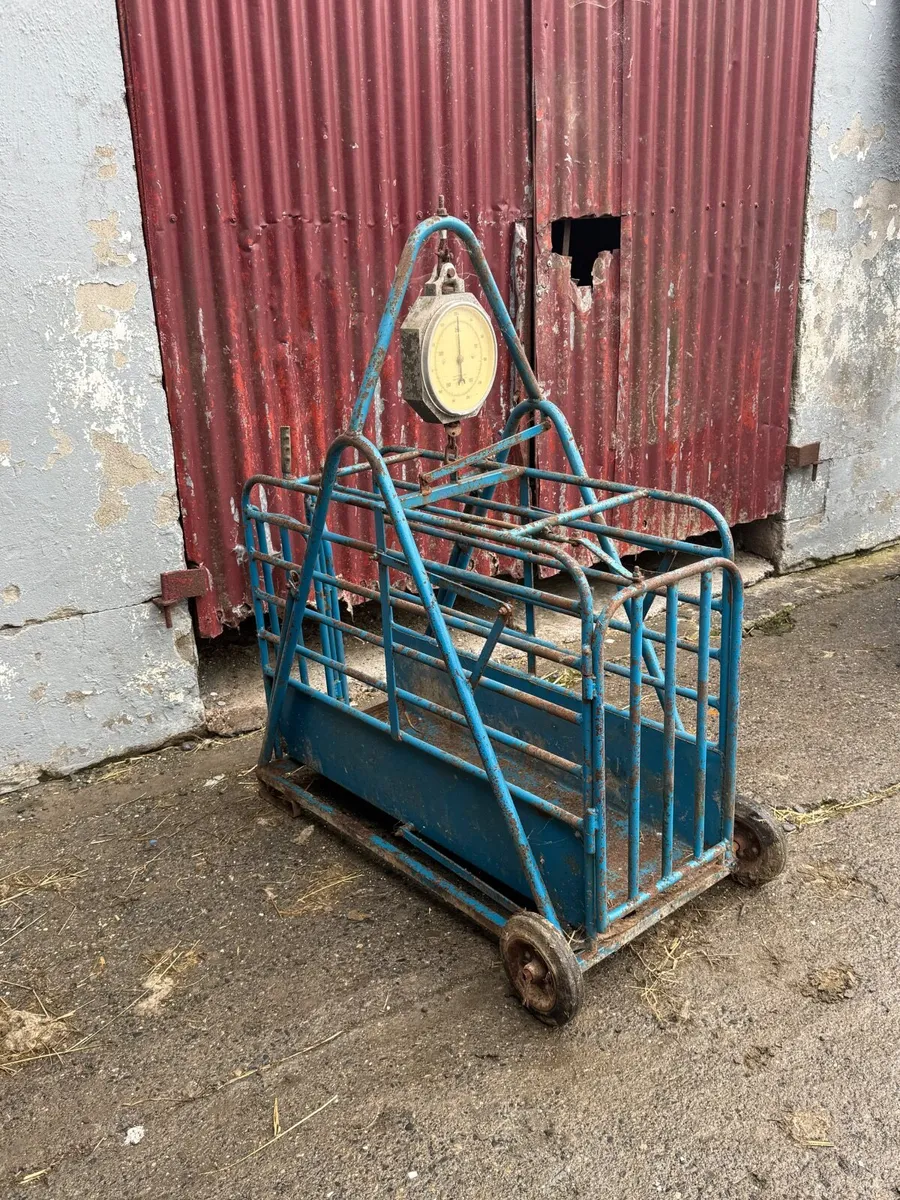 Sheep weighing scales - Image 1